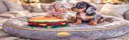 Miniature Dachshund dogs for sale: ISABELLA DAPPLE & BLUE DAPPLE VERY SMALL MINI'S 🔥 - Advert 1