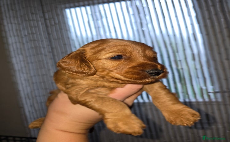 Cockapoo dogs - Advert 1