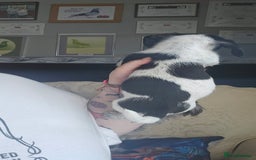 Mixed Breed dogs for sale: LAST BOY LEFT Dachshund xjack russellx shih-tzu - Image 3
