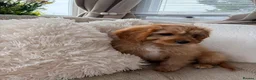 Cavapoo dogs for sale: CAVAPOO  - Advert 4