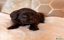 Labradoodle dogs for sale: ** RARE SILVER , CHOC & EBONY F1 LABRADOODLE PUPS  - Image 14