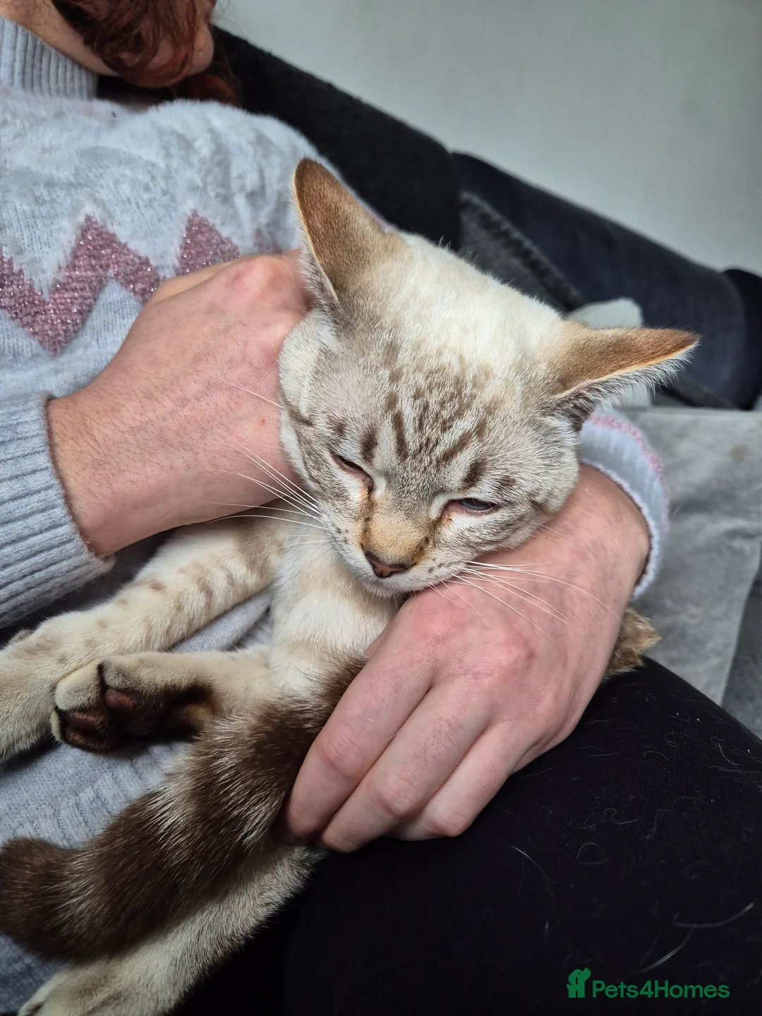 Snowshoe cats for sale: Pedigree snowshoe neutered choc tabby  - Advert 4