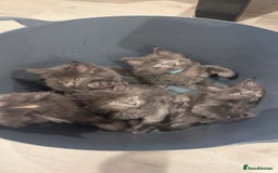 Maine Coon cats for sale: Beautiful GCCF registered main coon Kittens  - Image 1