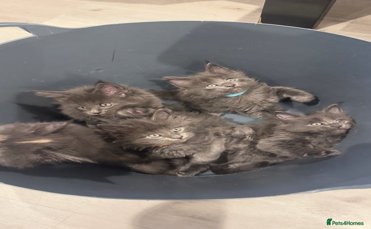 Maine Coon cats - Advert 4