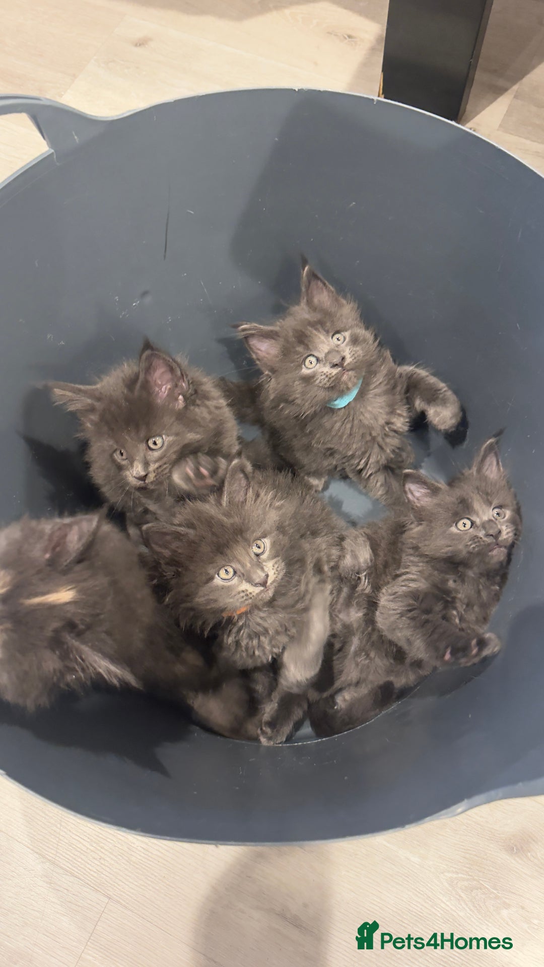 Maine Coon cats for sale: Beautiful GCCF registered main coon Kittens  - Image 1