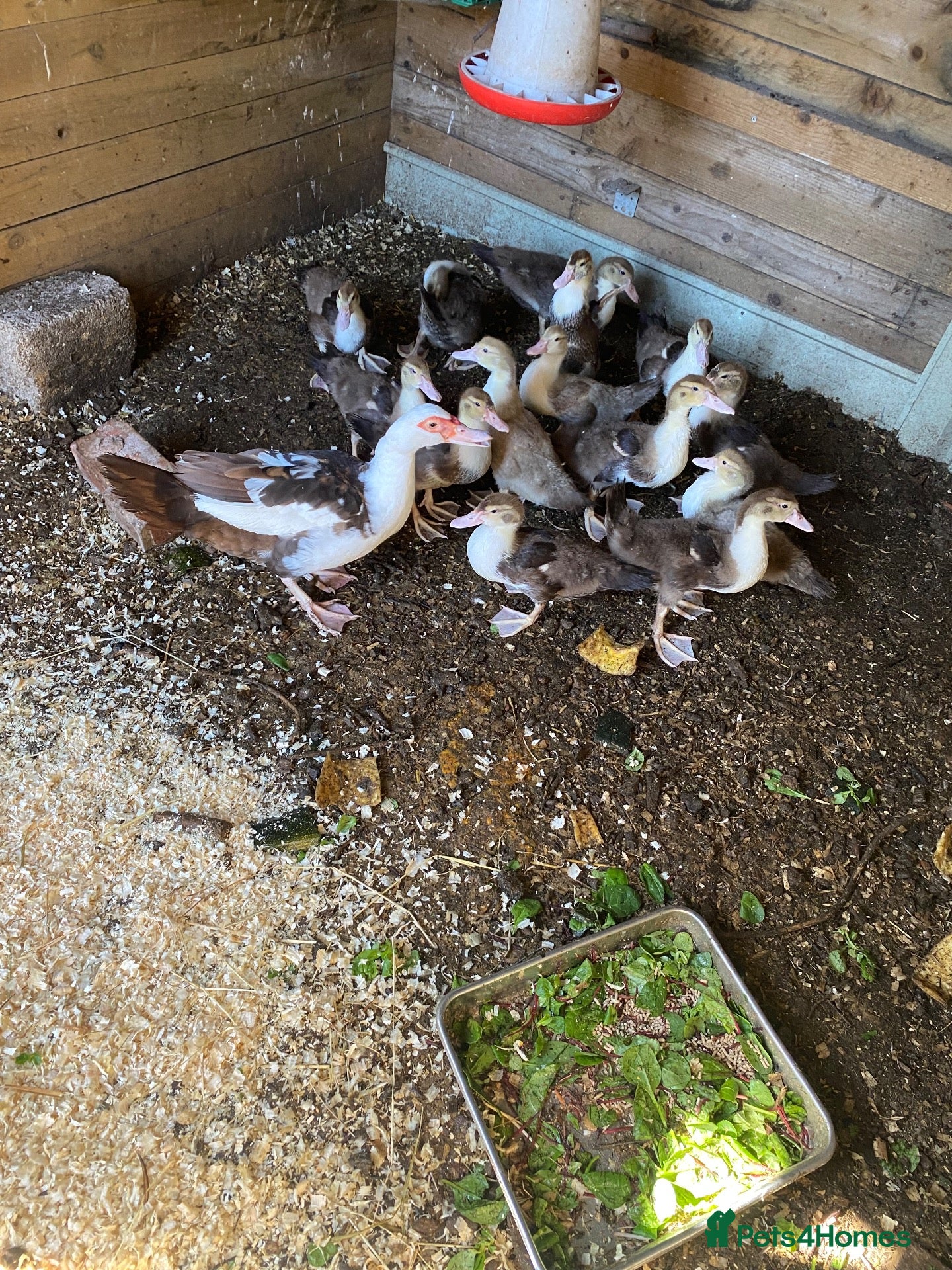 Ducks poultry Muscovy ducklings - Advert 21