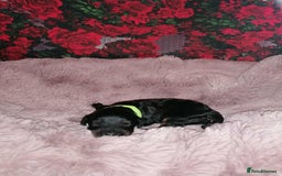 Cavapoo dogs for sale: Exceptional Cavapoo babies  - Image 8