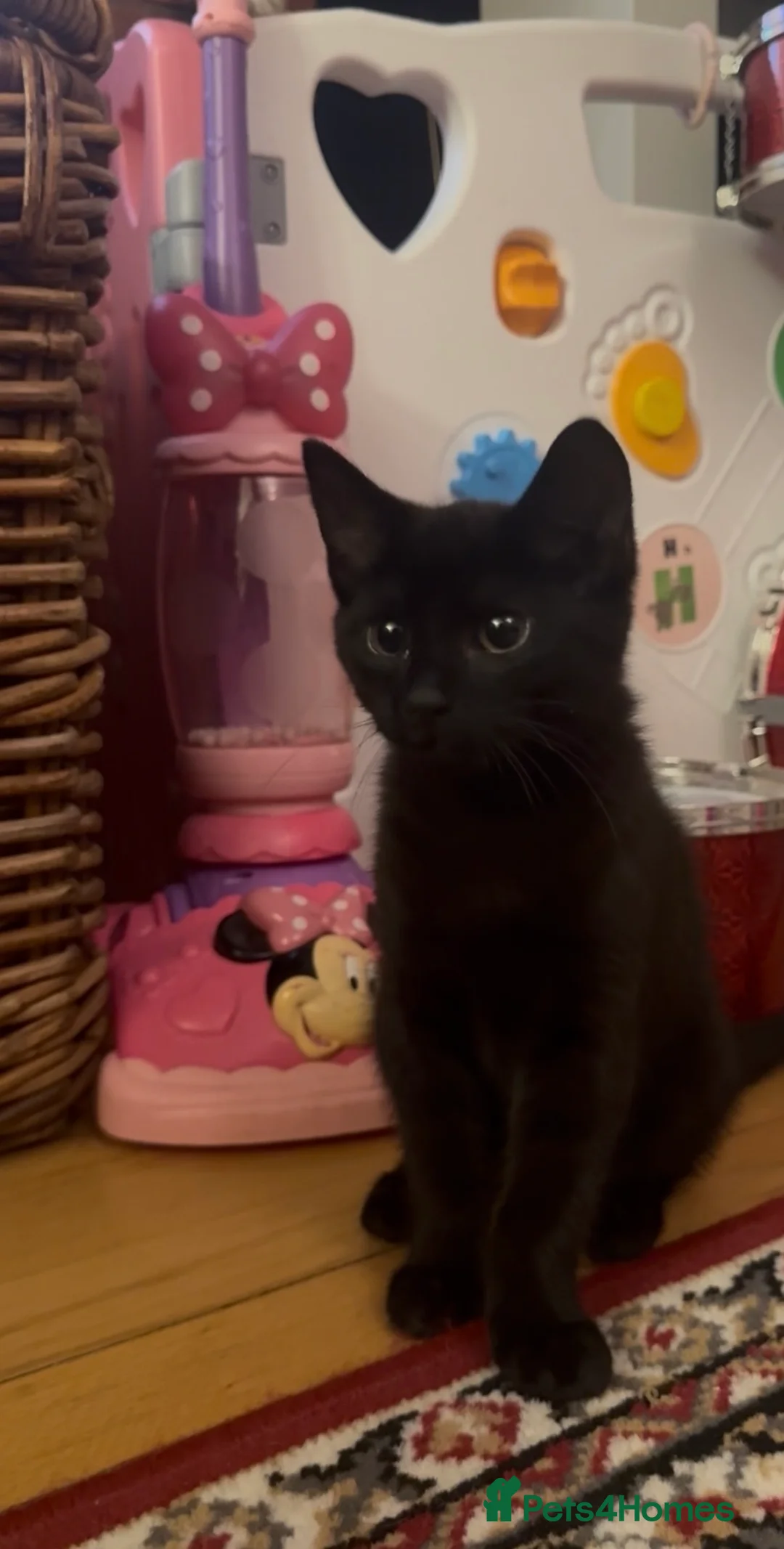 Mixed Breed cats for sale: black female - Advert 2