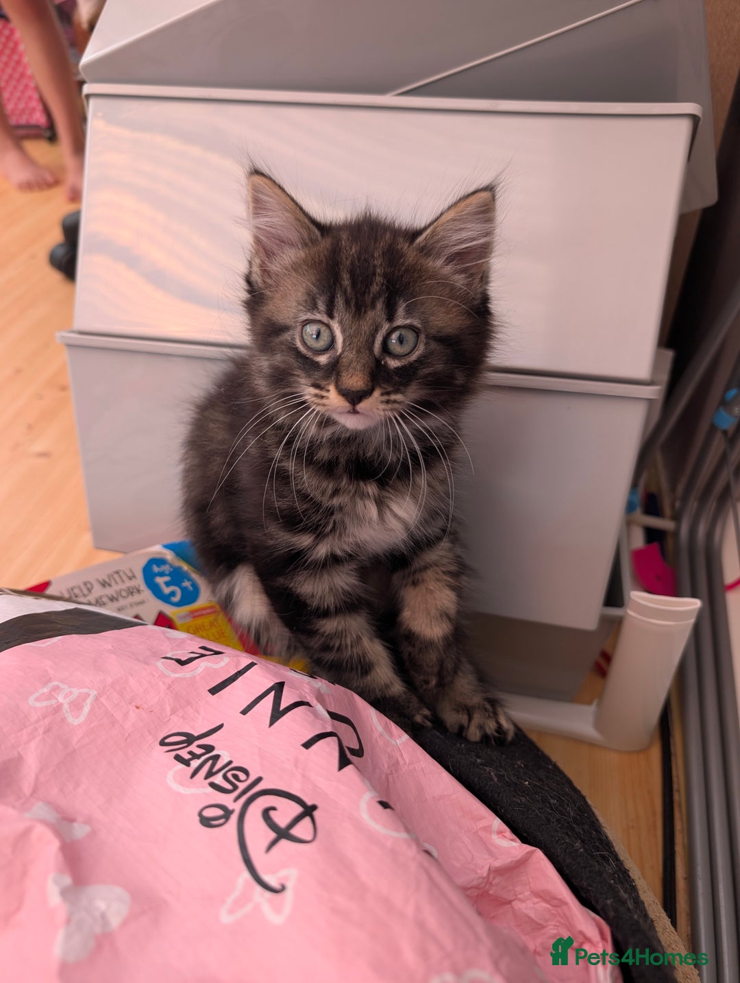 Mixed Breed cats for sale: Adorable kittens ready for new homes - Image 4