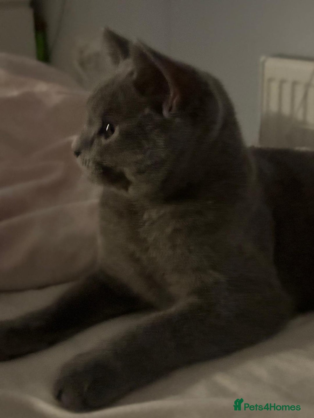 British Shorthair cats for stud: English shorthaired for stud - Image 3