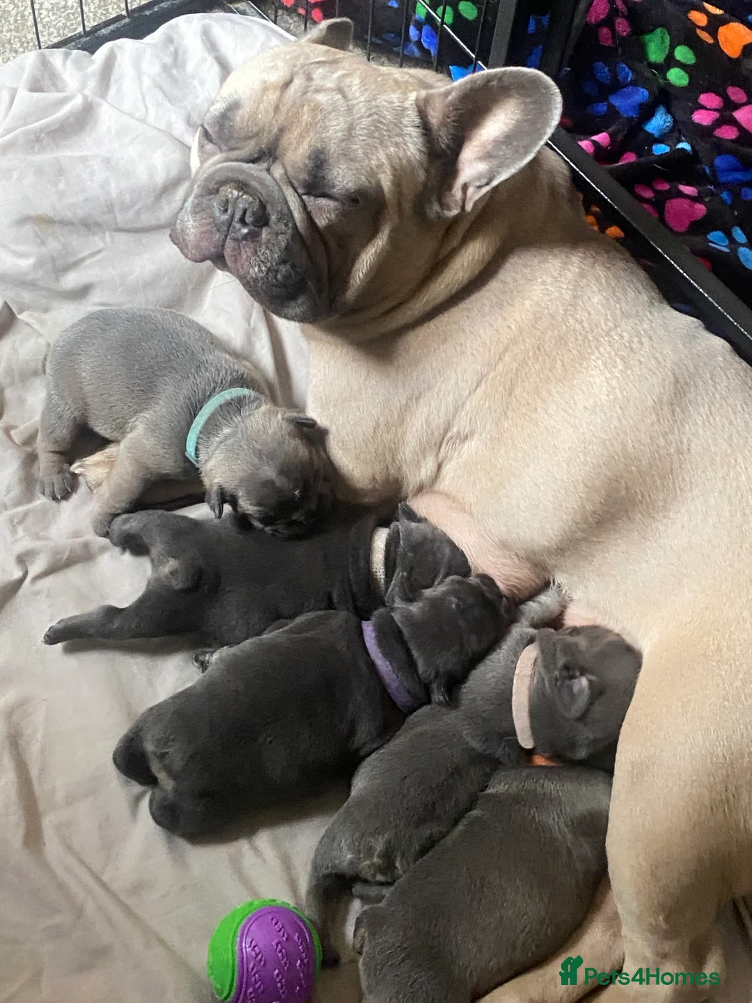 French Bulldog dogs for sale: Stunning chunky French bulldog pups  - Advert 14