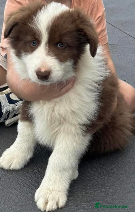 Border Collie dogs Stunning red and white long haired pups  - Advert 4