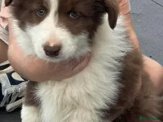 Border Collie dogs Stunning red and white long haired pups - Advert 4