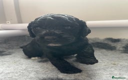 Cockapoo dogs for sale: F1b Cockapoos - Image 4