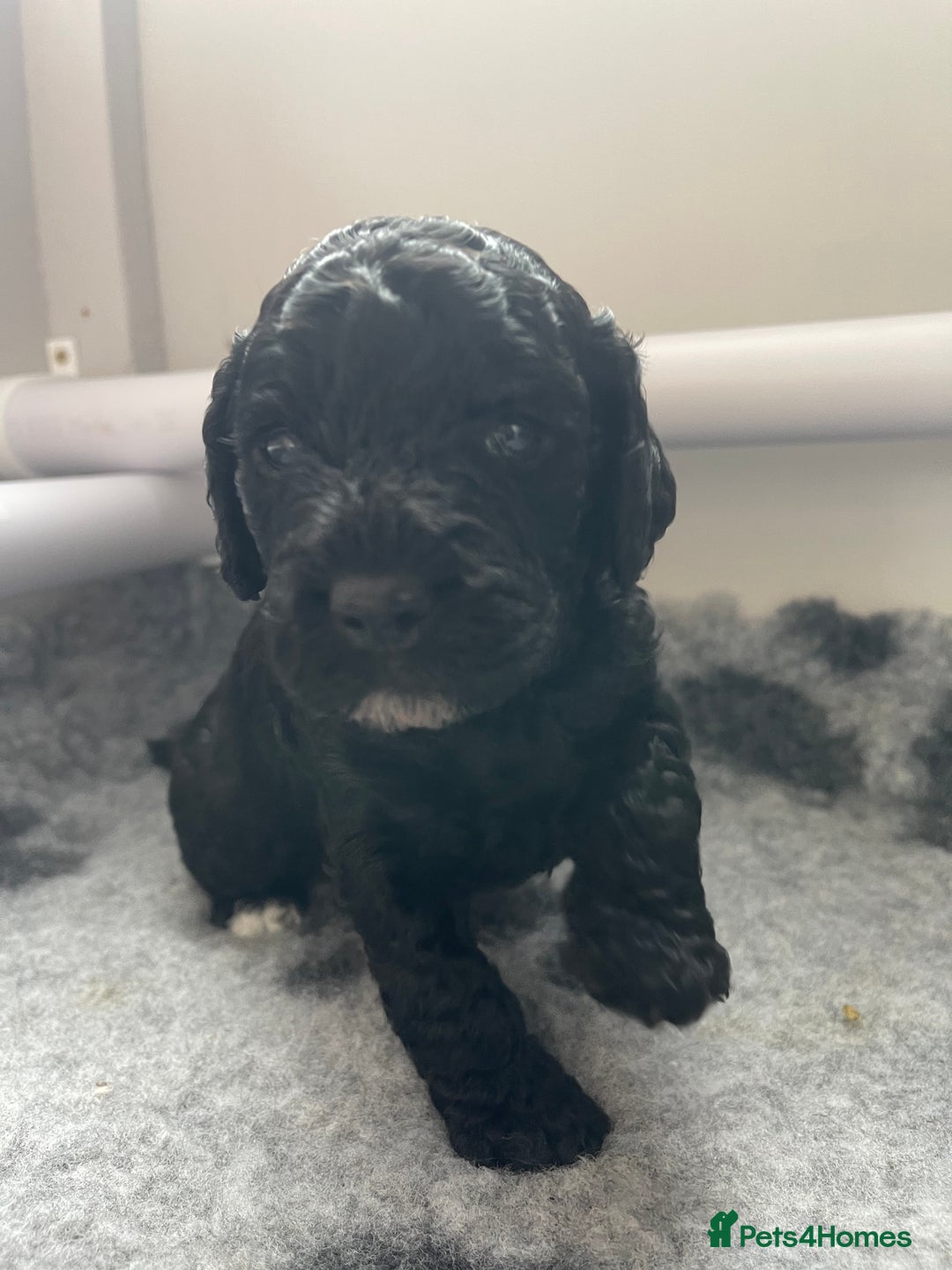 Cockapoo dogs for sale: F1b Cockapoos - Image 4