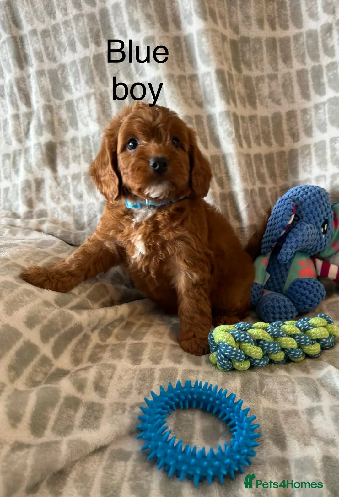 Cockapoo dogs for sale: Working cocker spaniel  - Advert 28