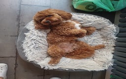 Cavapoo dogs for stud: Proven Cavapoo Stud - Not for sale.  - Image 5