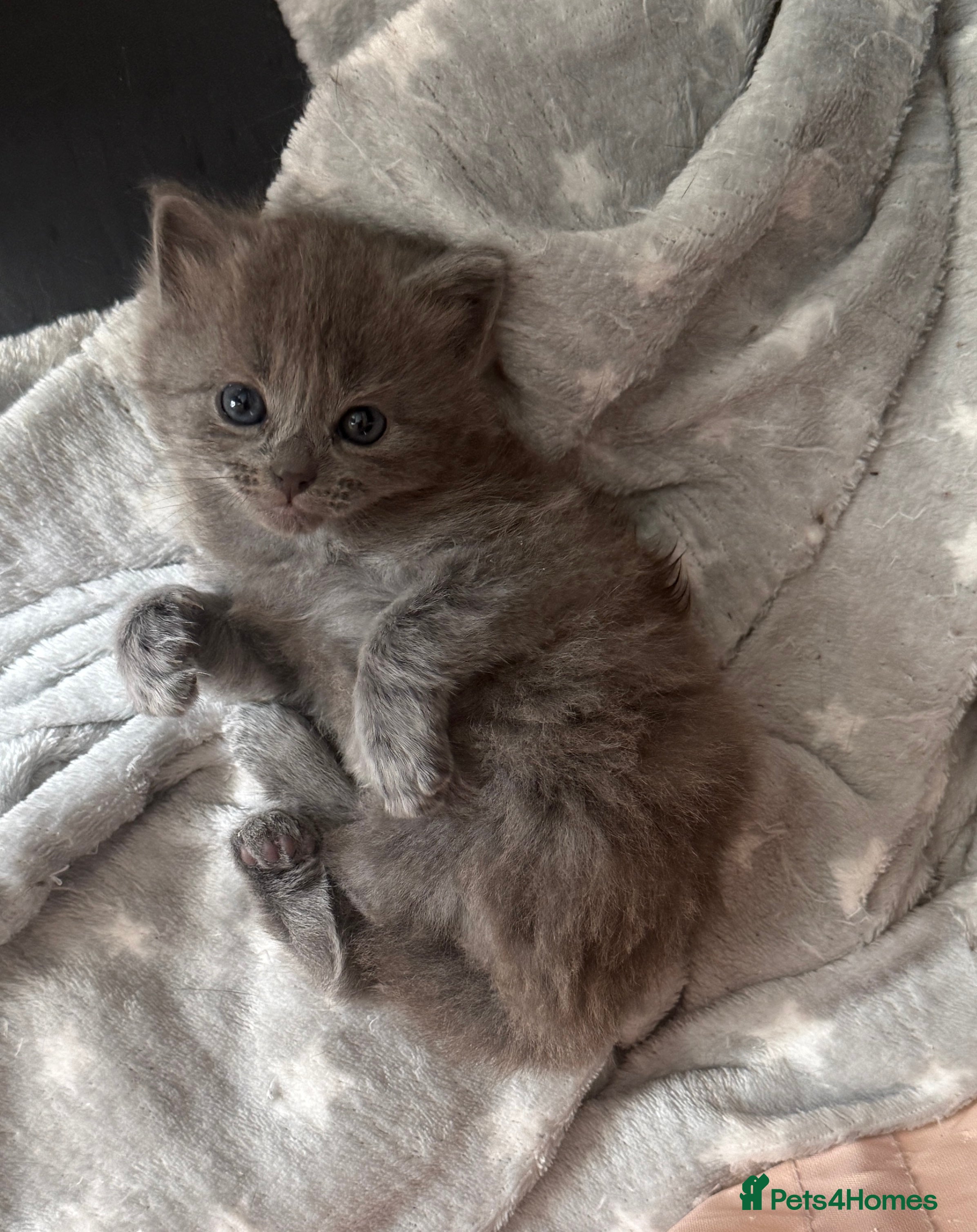 Mixed Breed cats for sale: Mixed Domestic Long Hair Kittens - 2 Girls & 1 Boy - Advert 10