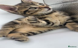 Pixie Bob cats for sale: Pixie bob girl  - Image 2