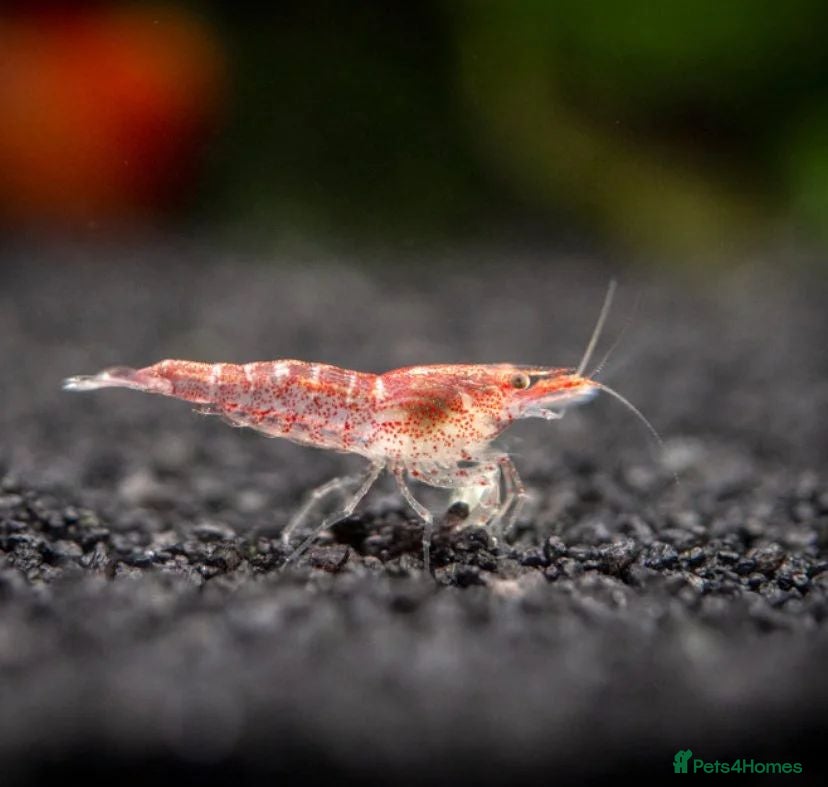 Shrimps fish Cheap Low Grade Red Shrimps, 15, 10 Free Shrimps - Advert 4