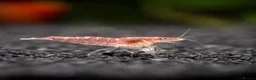 Shrimps fish for sale: Cheap Low Grade Red Shrimps, 15, 10 Free Shrimps - Advert 1
