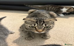 Scottish Fold cats for sale: Beautiful Scottish food for sale  - Image 10