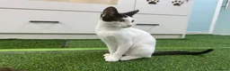 Mixed Breed cats for adoption: [Indoors Only] Yuki & Suki - Adorable Siblings - Advert 16