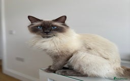 Ragdoll cats for sale: MISSING RAGDOLL - Image 6