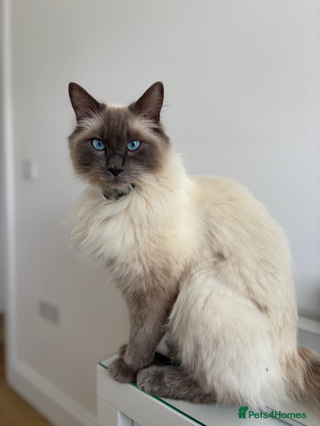 Ragdoll cats for sale: MISSING RAGDOLL - Image 6