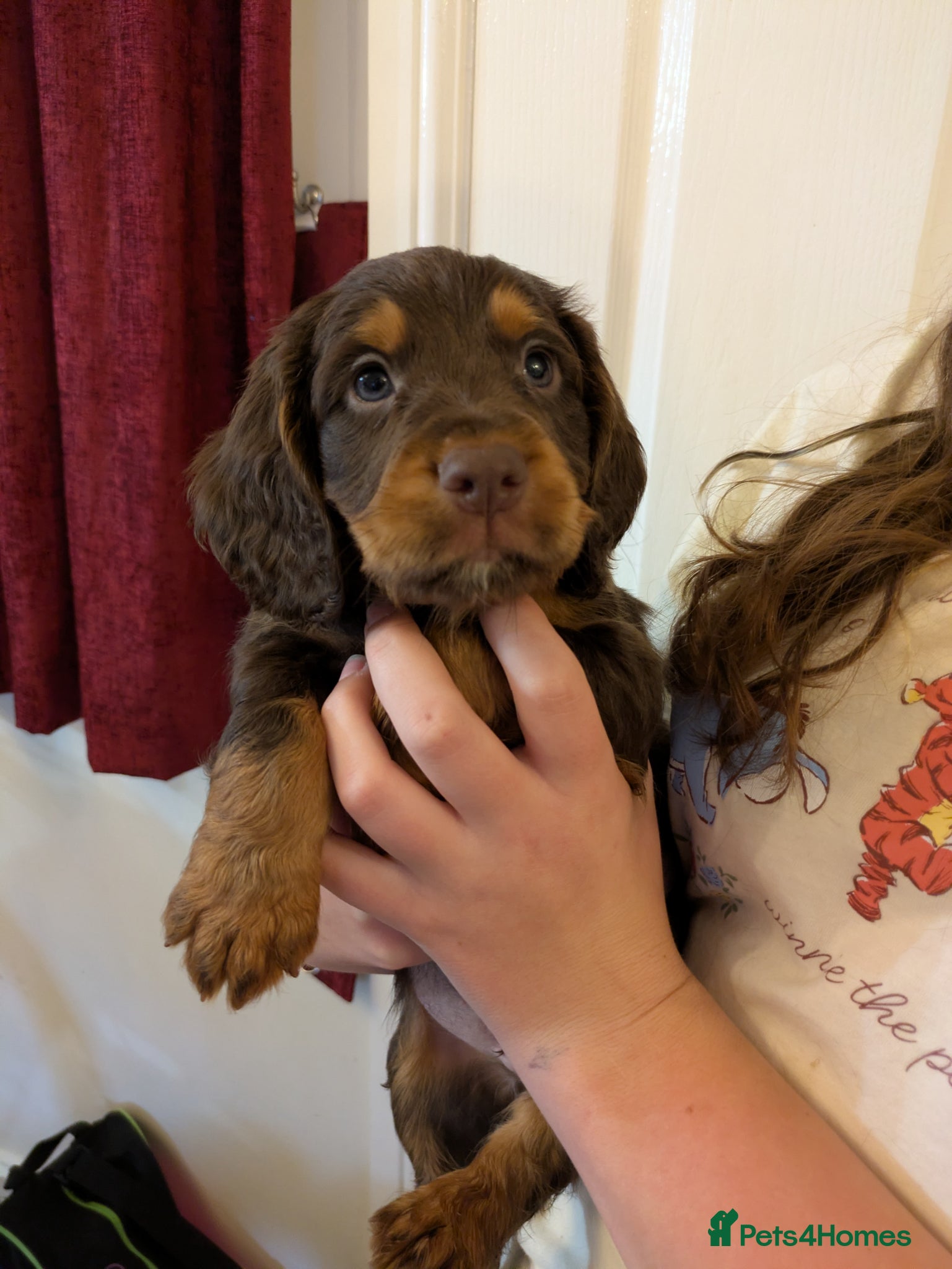 Cocker Spaniel dogs for sale: Beautiful Working Cocker Pups  - Advert 1