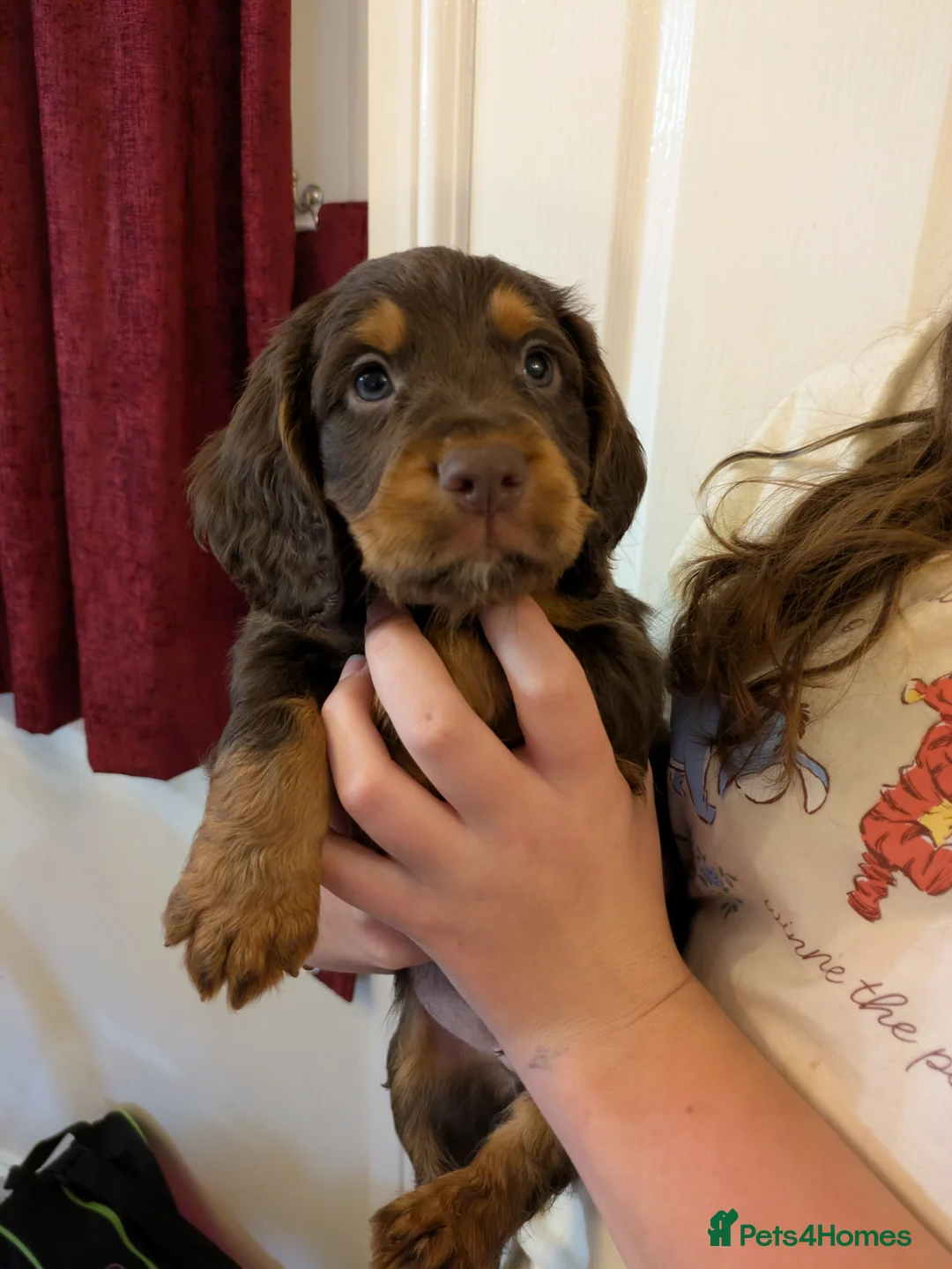 Cocker Spaniel dogs for sale: Beautiful Working Cocker Pups  - Advert 1