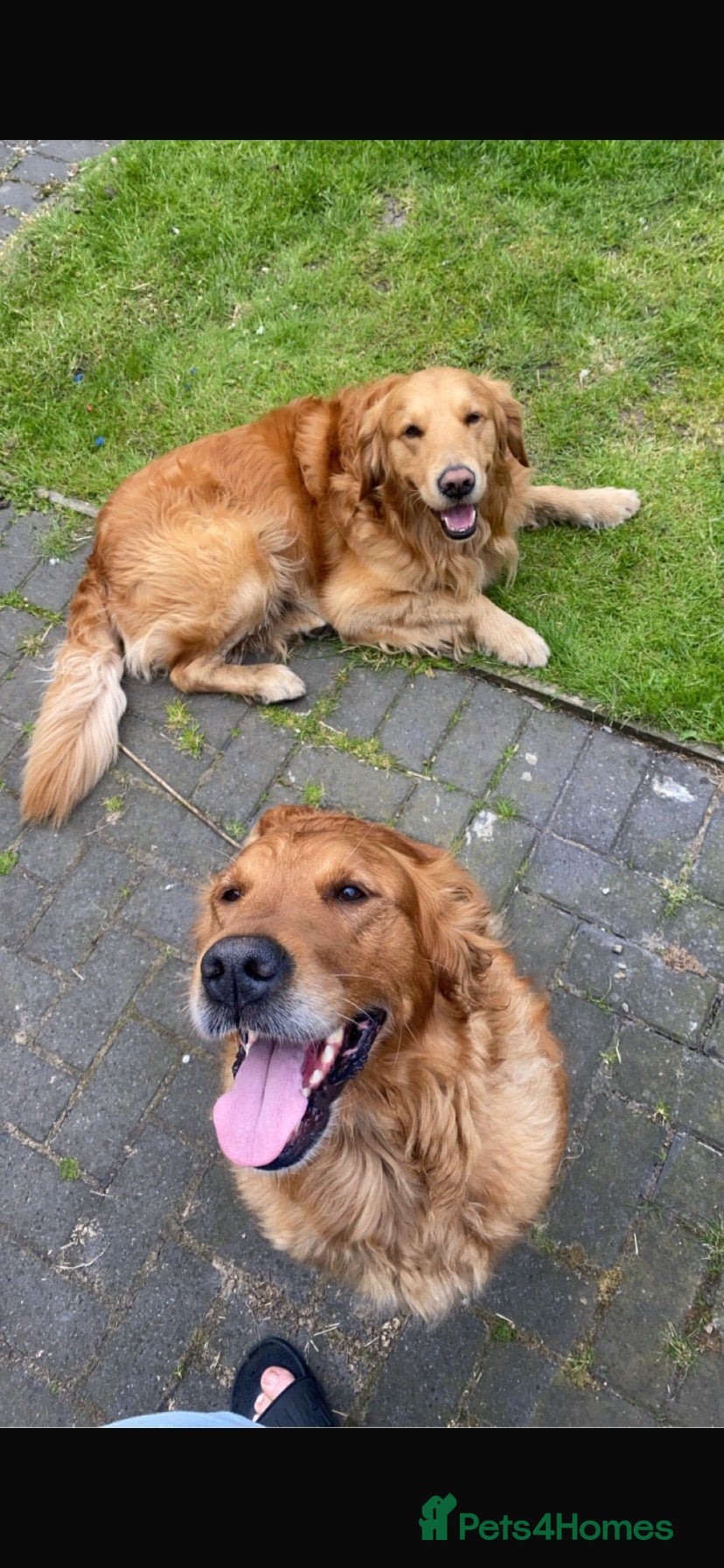 Golden Retriever dogs KC Registered FOX red golden retreiver  - Advert 1
