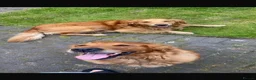 Golden Retriever dogs for stud: KC Registered FOX red golden retreiver  in Durham - Advert 1