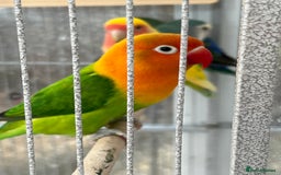 Lovebirds birds for sale: Lovebirds for sale  - Advert 6