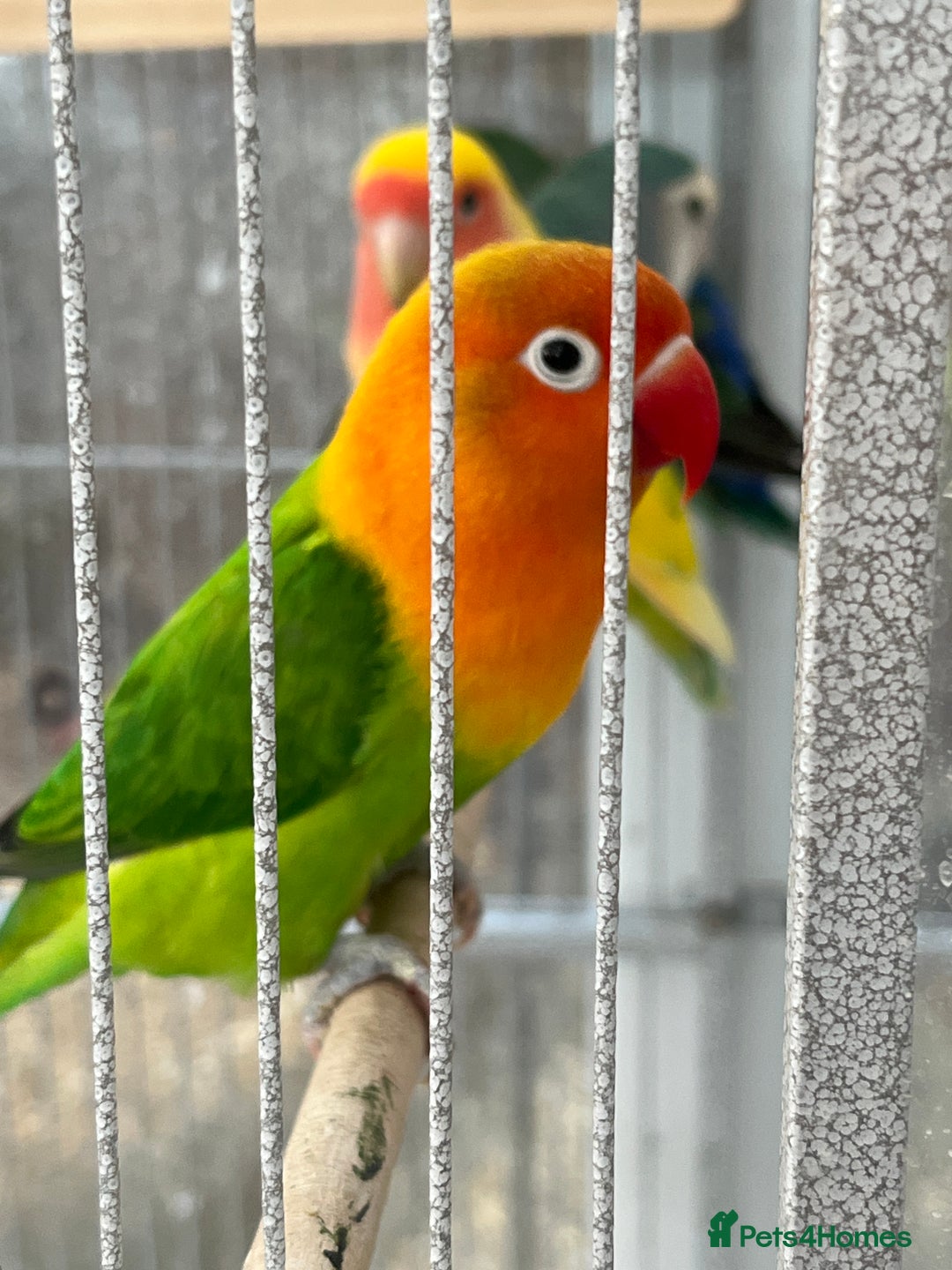 Lovebirds birds for sale: Lovebirds for sale  - Advert 6