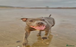 Staffordshire Bull Terrier dogs for sale: Blue StaffordshireBull Terrier Champion Pup - Image 12