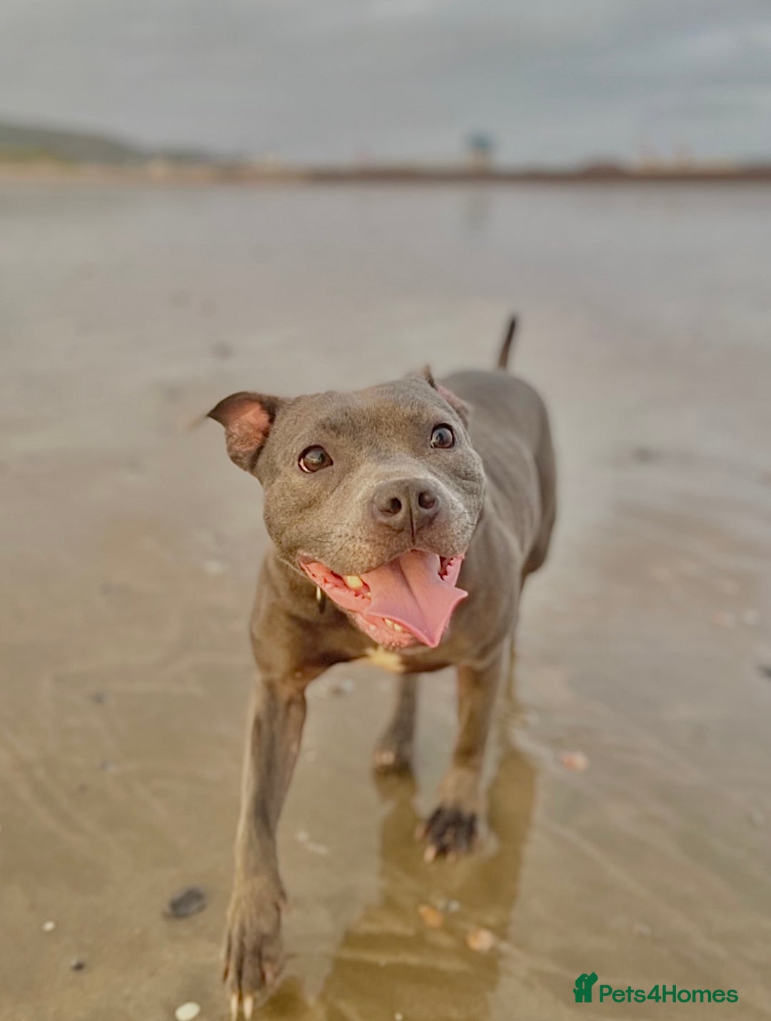 Staffordshire Bull Terrier dogs for sale: Blue StaffordshireBull Terrier Champion Pup - Image 12