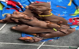 Miniature Dachshund dogs for sale: Miniature Chocolate & Tan Dachshund Quick sale  - Image 14