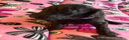 Standard Poodle dogs for sale: Kennel Club Registered Standard Poodle Puppies - Advert 33