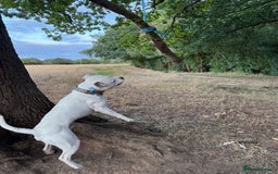 Staffordshire Bull Terrier dogs for stud: White and blue staff for STUD - Image 3