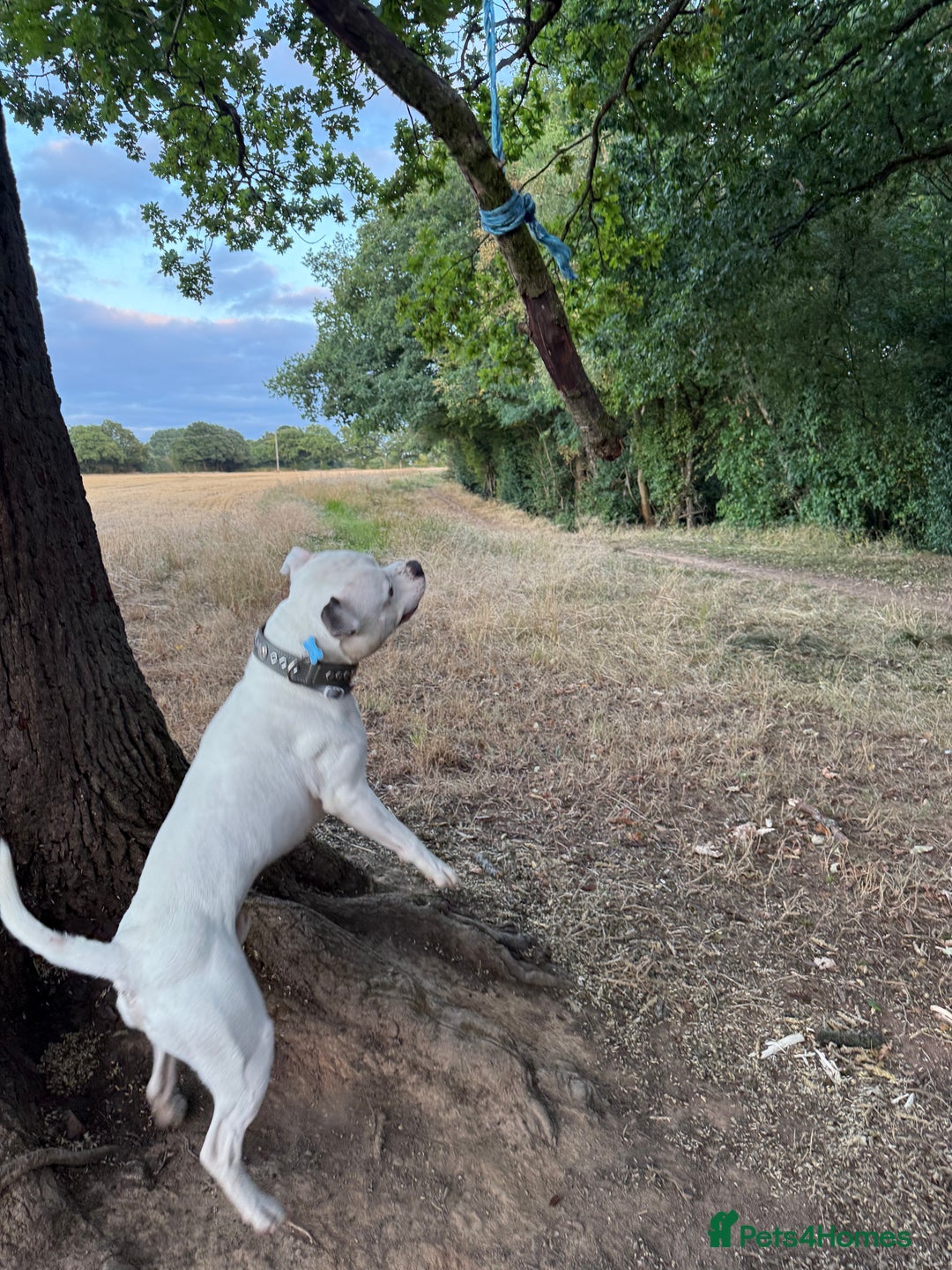 Staffordshire Bull Terrier dogs for stud: White and blue staff for STUD - Image 3