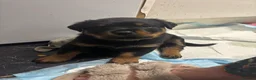 Rottweiler dogs for sale: *** Pedigree Rottweiler puppies ready in 2 wks*** - Advert 29