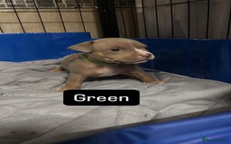 American Bully dogs for sale: AMERICAN POCKET BULLYS - Image 6