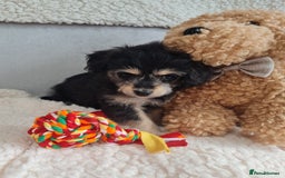 Chipoo dogs for sale: 4  Stunning chipoo puppies  - Image 25