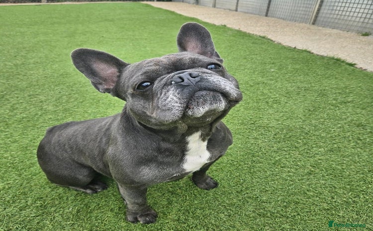 French Bulldog dogs - Advert 10