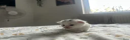 Mixed Breed cats for sale: 3 gorgeous Kittens for sale  - Advert 21