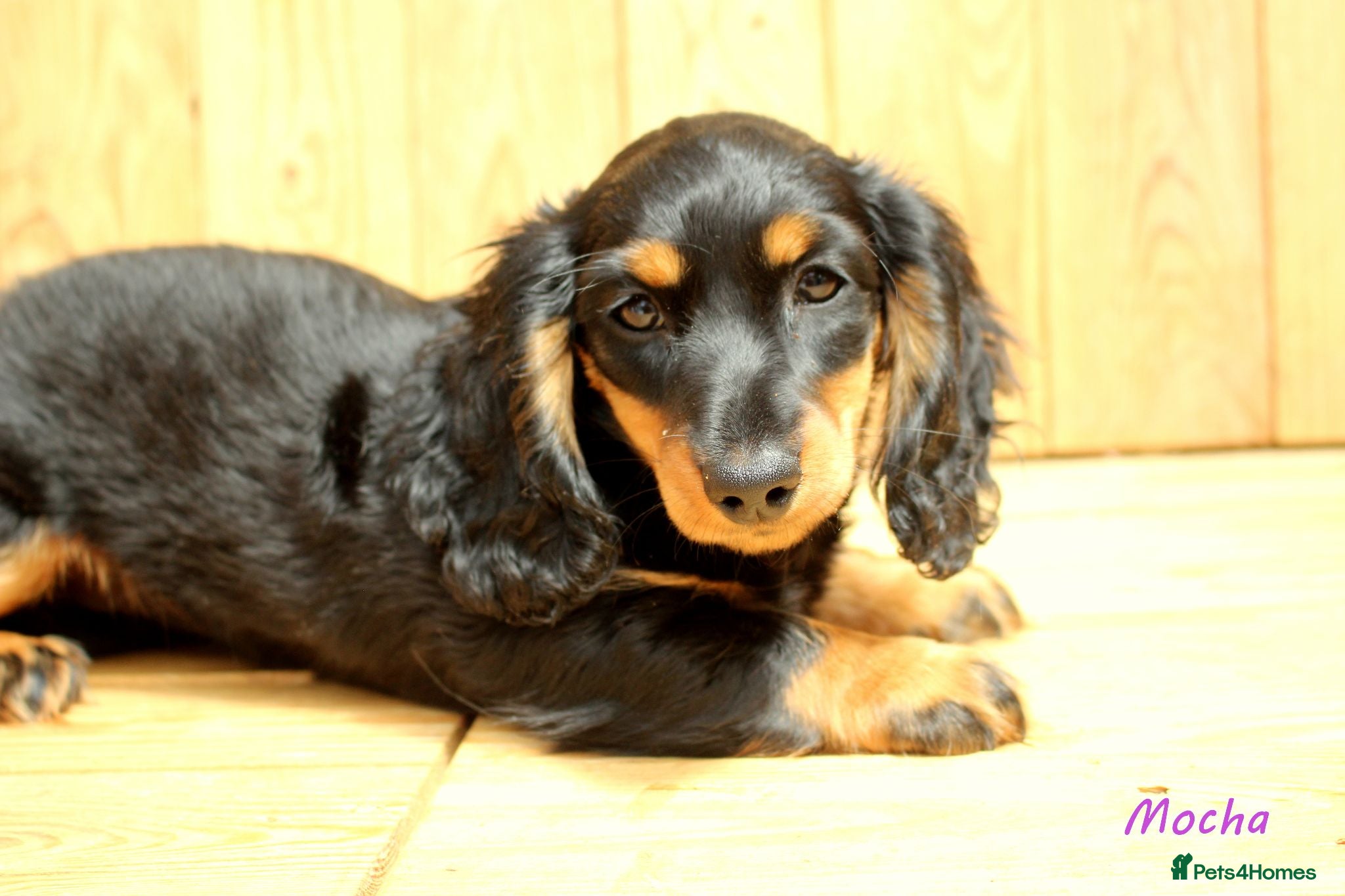 Miniature Dachshund dogs 🌟Dapple & Black Tan PRA Clear KC reg – June 26🌟 - Advert 2