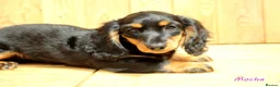 Miniature Dachshund dogs for sale: 🌟Dapple & Black Tan PRA Clear KC reg – June 26🌟 - Advert 2