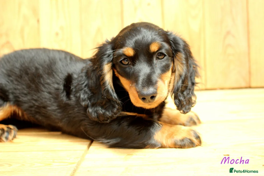 Miniature Dachshund dogs for sale: 🌟Dapple & Black Tan PRA Clear KC reg – June 26🌟 - Advert 2
