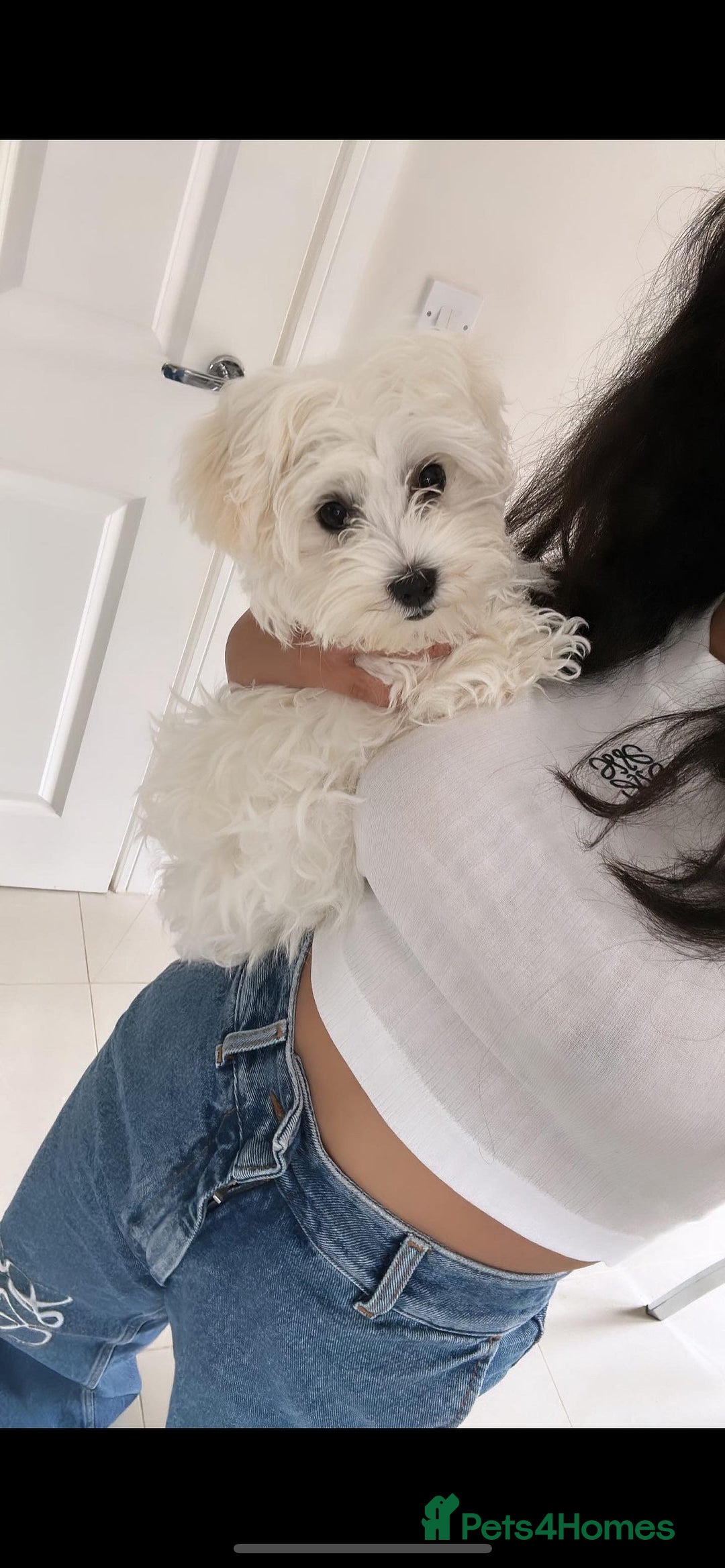 Maltese dogs for sale: Rehome for our beloved dogs - Image 8